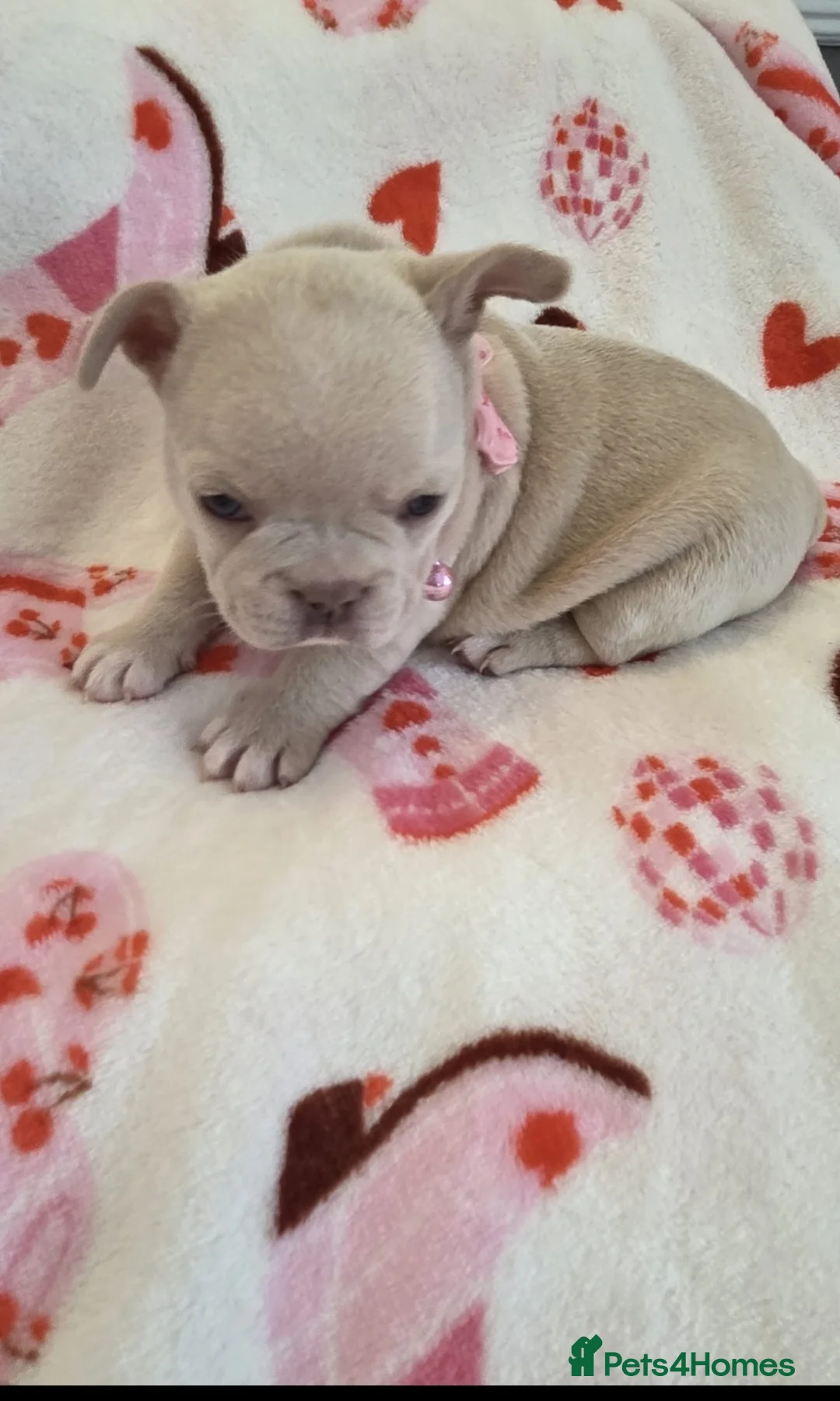French Bulldog dogs for sale: Beautiful Frenchie puppies - Advert 8
