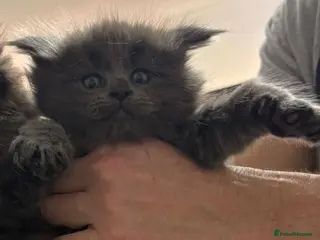 Maine Coon cats Tica Reg Maine Coon Kittens - Advert 1