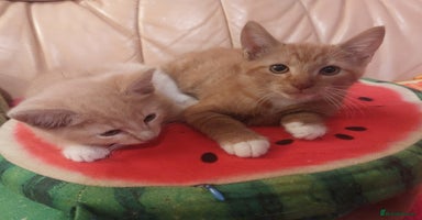 Mixed Breed cats - Advert 12