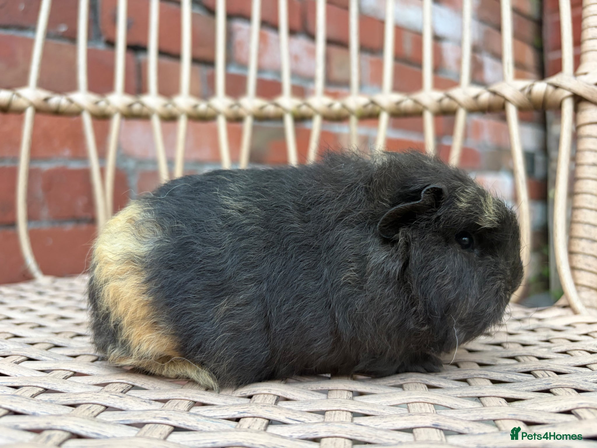 Guinea Pig rodents for sale: Swiss baby guinea pigs  in Nuneaton - Advert 7