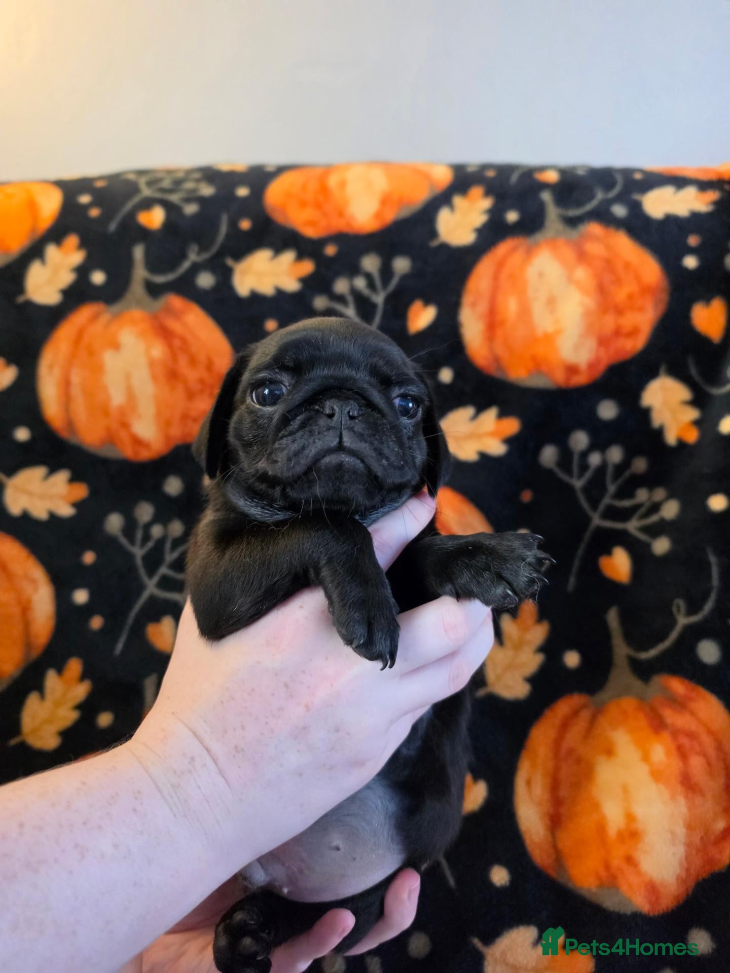 Pug dogs Kc male pug puppy from health tested parents - Advert 1