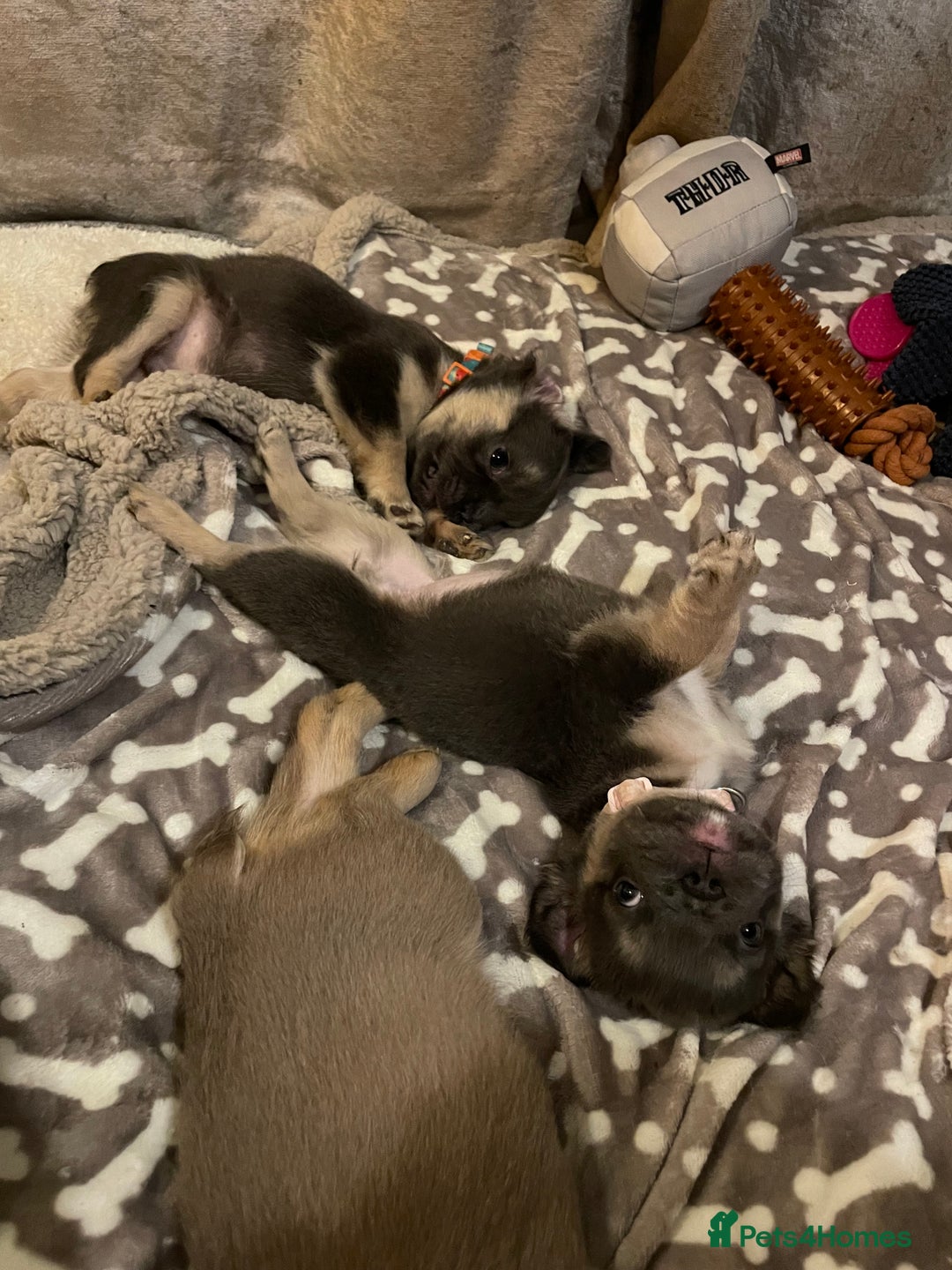 French Bulldog dogs for sale: Visual Fluffy Compact French Bulldogs 🩷🐶🐾 - Advert 12