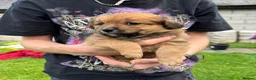 Mixed Breed dogs for sale: Maltipoo x Porkie puppies in Berwick-upon-Tweed - Advert 30