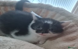 Brazilian Shorthair cats for sale: British shorthair Cross kittens - Image 2