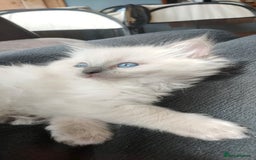 Ragdoll cats for sale: Beautiful Ragdoll kittens - Image 13