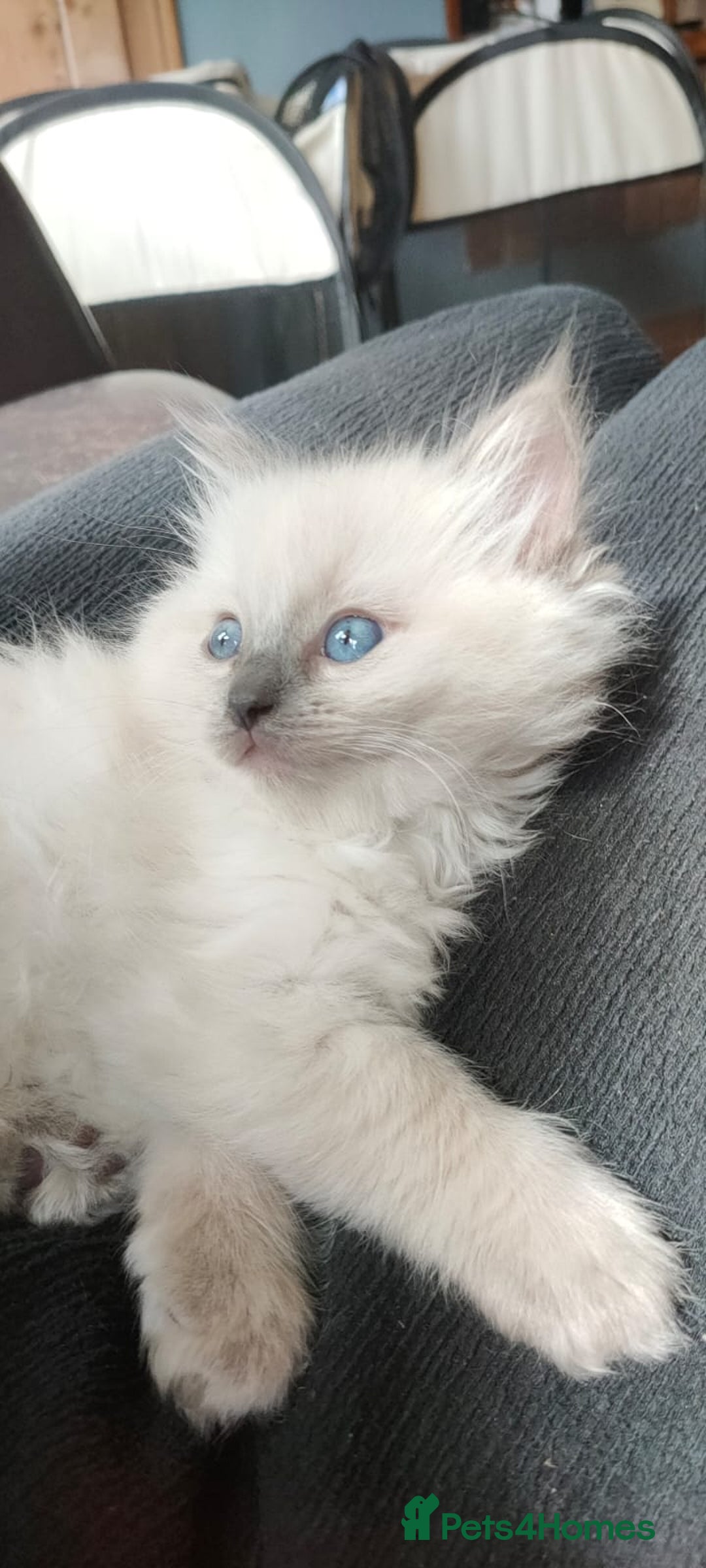 Ragdoll cats for sale: Beautiful Ragdoll kittens - Image 13