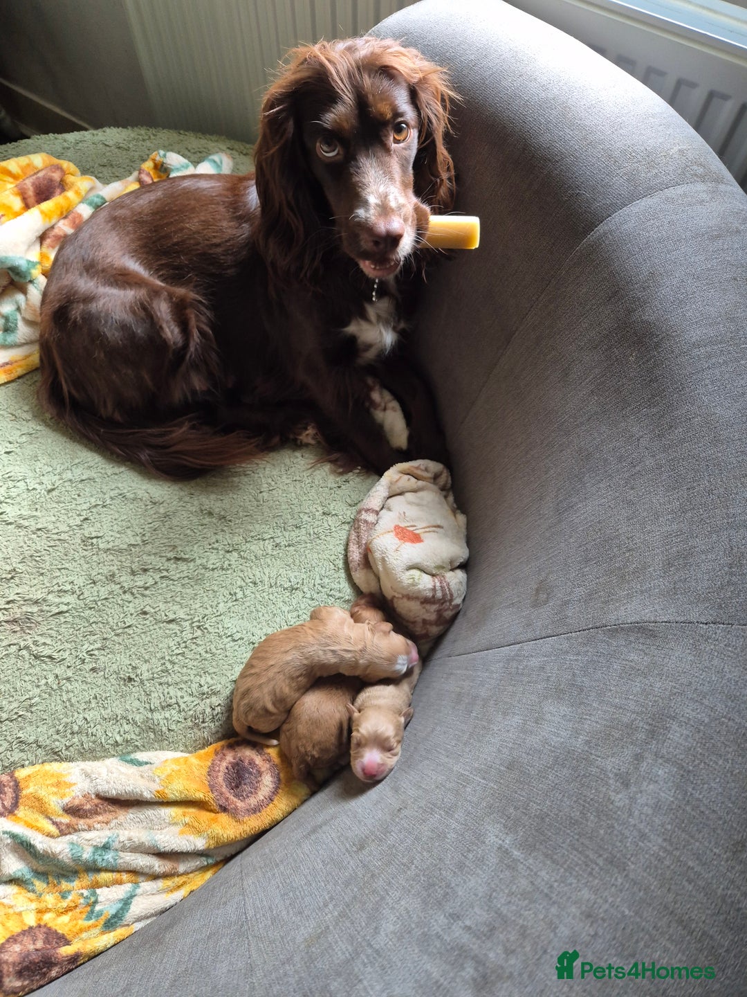 Cockapoo dogs for sale: Beautiful fb1 cockerpoos - Image 5