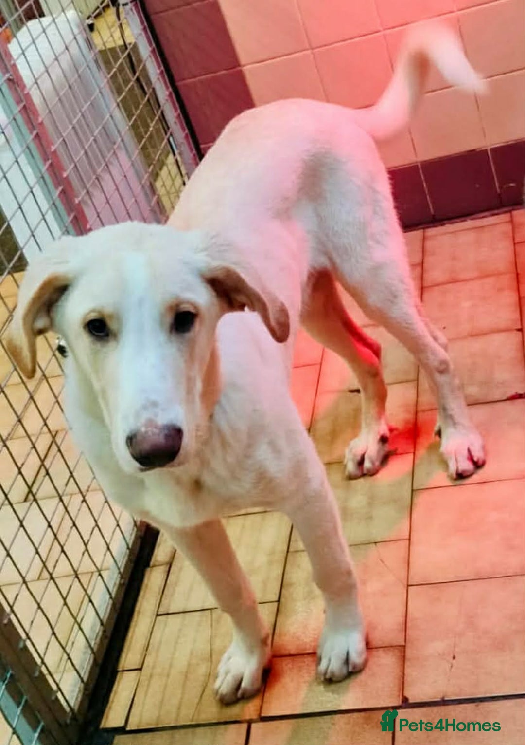 Mixed Breed dogs for adoption: Courageous Kansas  - Advert 4