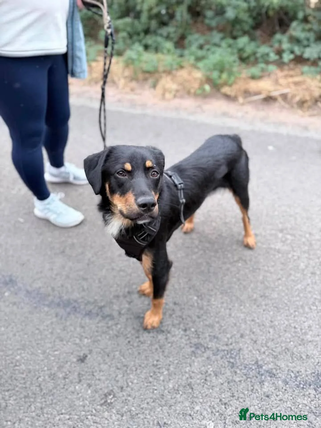 Mixed Breed dogs for adoption: Meet Danny, currently residing in Cheshire  in Nantwich - Advert 2