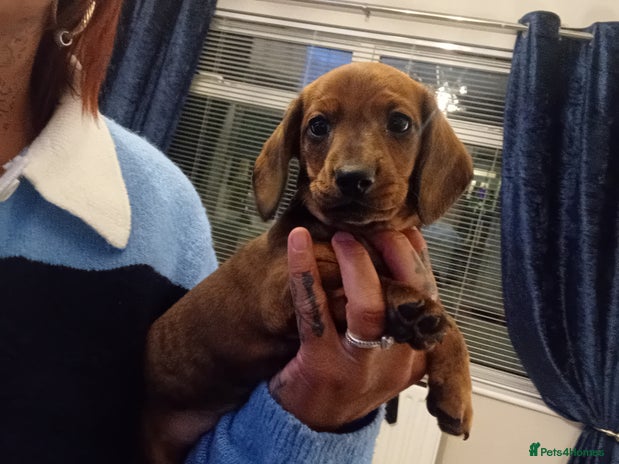 Miniature Dachshund dogs 3 gorgeous mini Dachshunds - Advert 8