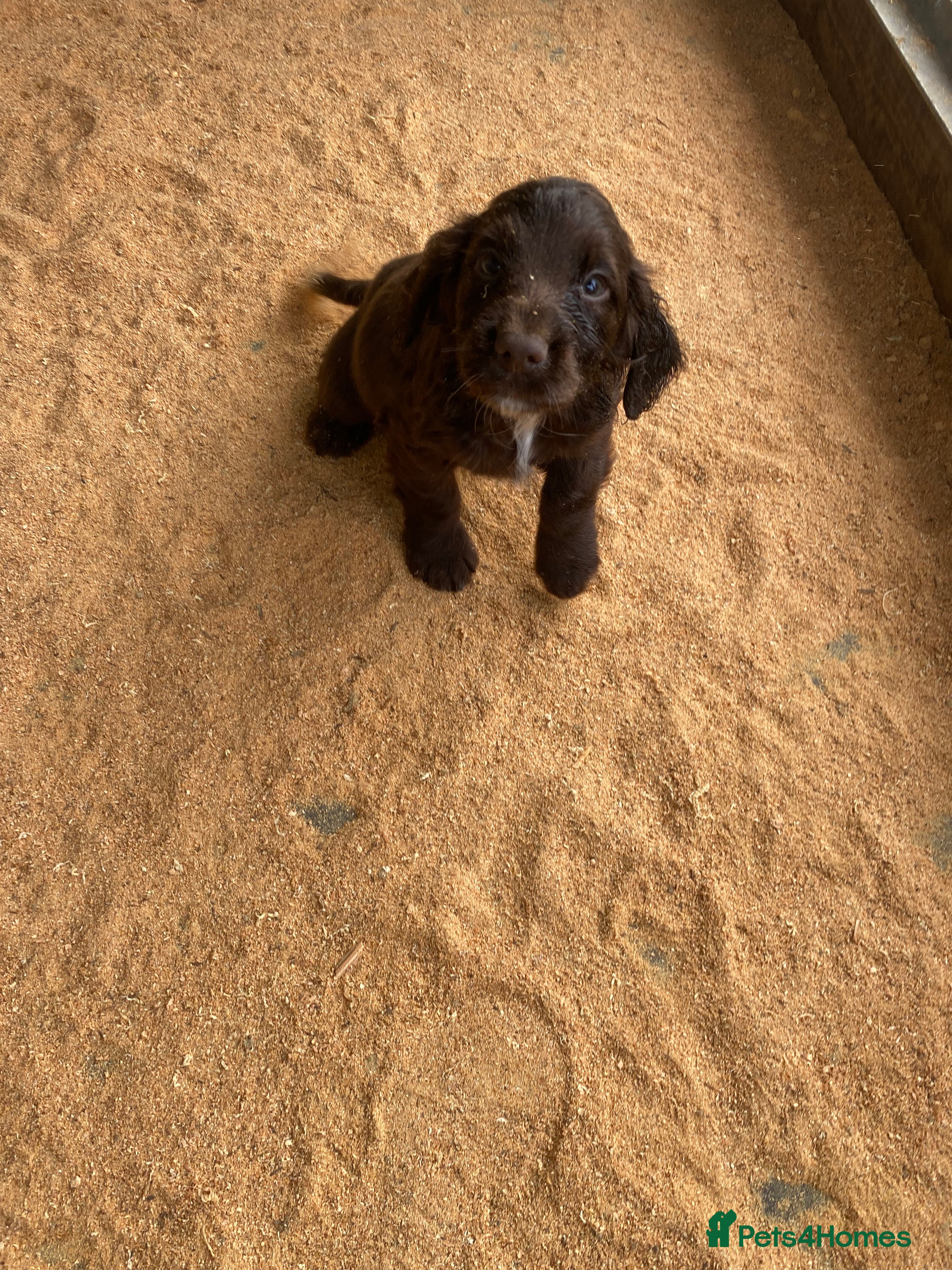 Cocker Spaniel dogs cocker spaniel puppies  - Advert 2