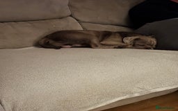 Pug dogs for sale:  looking to rehome my pug - Image 3
