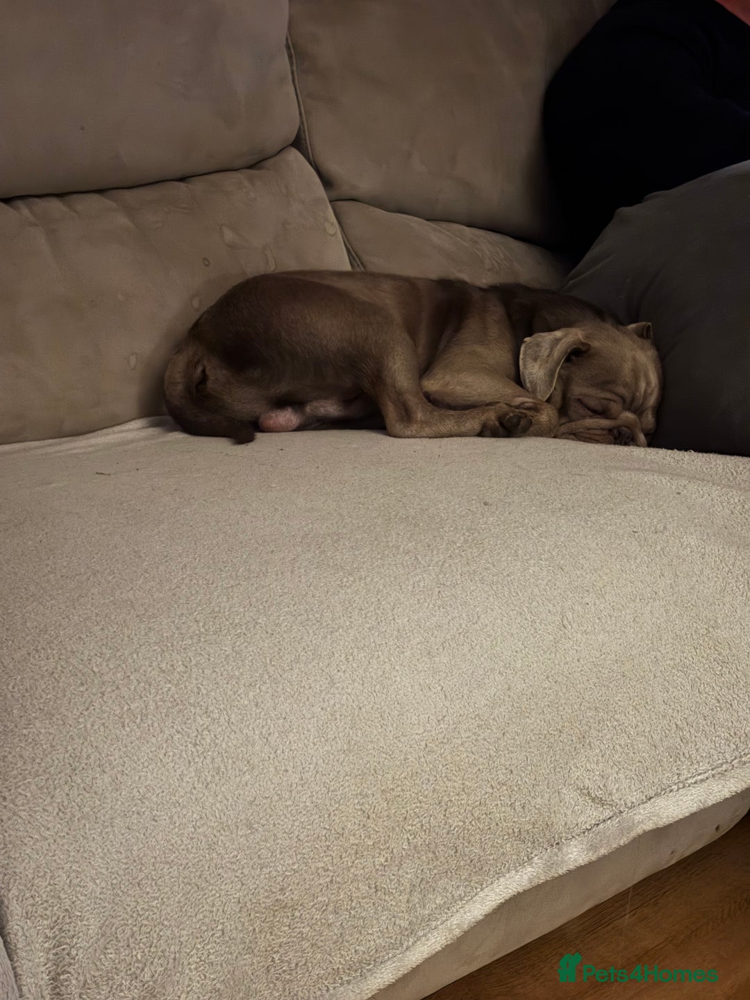 Pug dogs for sale:  looking to rehome my pug - Image 3