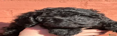 Goldendoodle Puppy 6 black girl