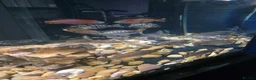 Cichlids fish for sale: Cichlids in Ellesmere Port - Advert 4