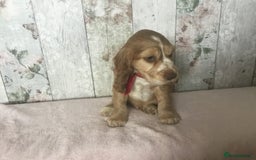 Cocker Spaniel dogs for sale: Adorable Kc reg Cocker pups - Image 17