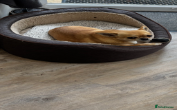 Chihuahua dogs for sale: Chihuahua  - Image 4