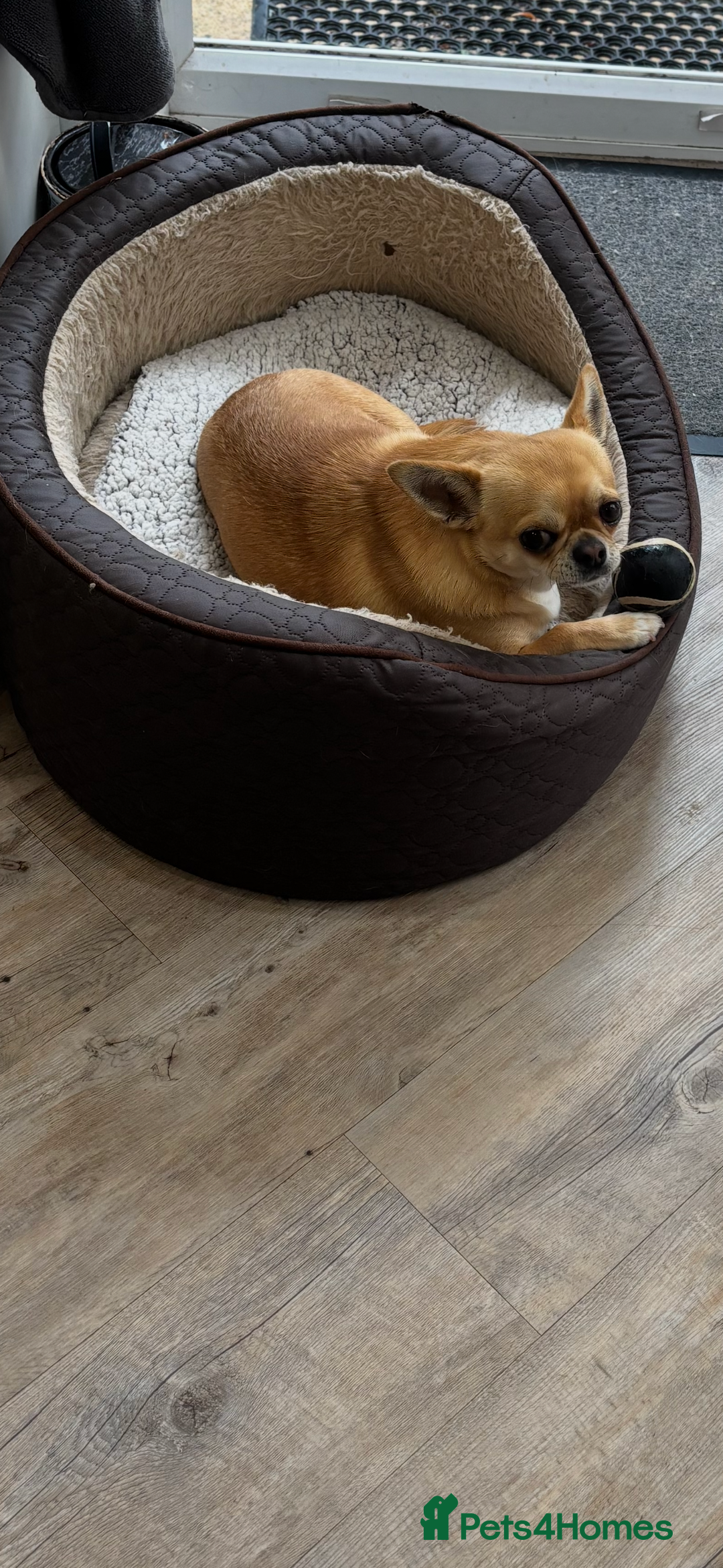 Chihuahua dogs for sale: Chihuahua  - Image 4