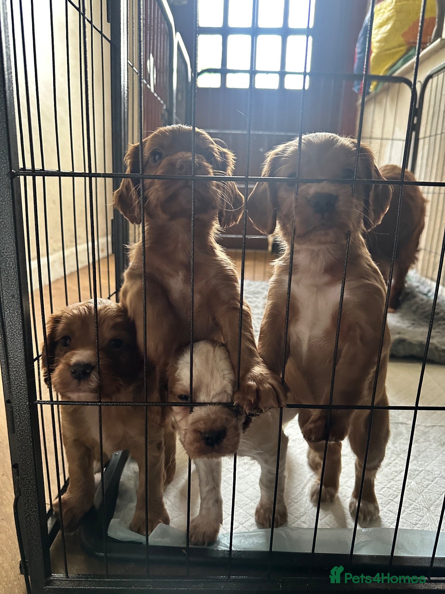 Cocker Spaniel dogs KC registered working cocker spaniels  - Advert 2