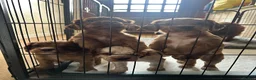 Cocker Spaniel dogs for sale: KC registered working cocker spaniels  in Hope Valley - Advert 1