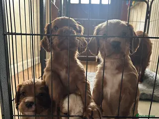 Cocker Spaniel dogs KC registered working cocker spaniels - Advert 4