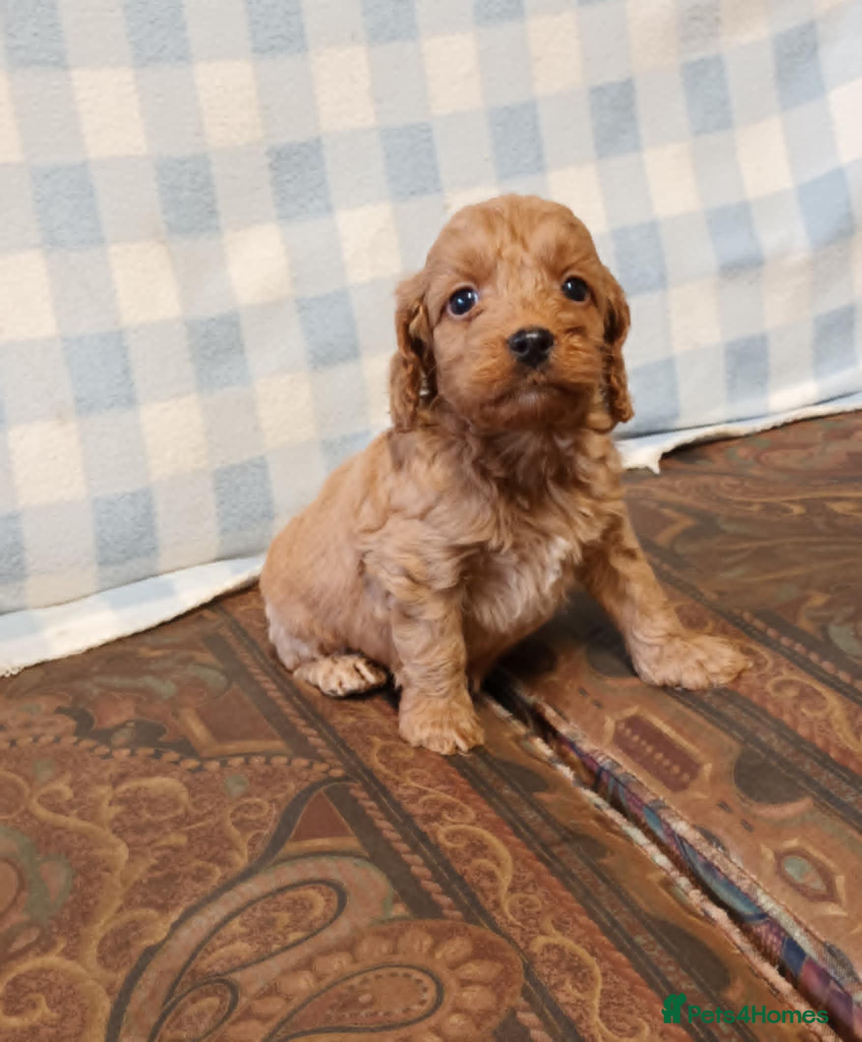 Cockapoo dogs SHOW TYPE COCKAPOO LOOKING FROM LICENCED BREEDER - Advert 12