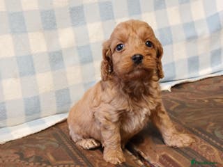 Cockapoo dogs SHOW TYPE COCKAPOO LOOKING FROM LICENCED BREEDER - Advert 12