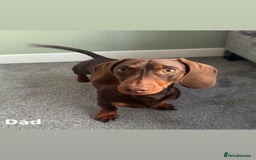 Miniature Dachshund dogs for sale: 3 Beautiful Chocolate and Tan Girls  - Advert 11