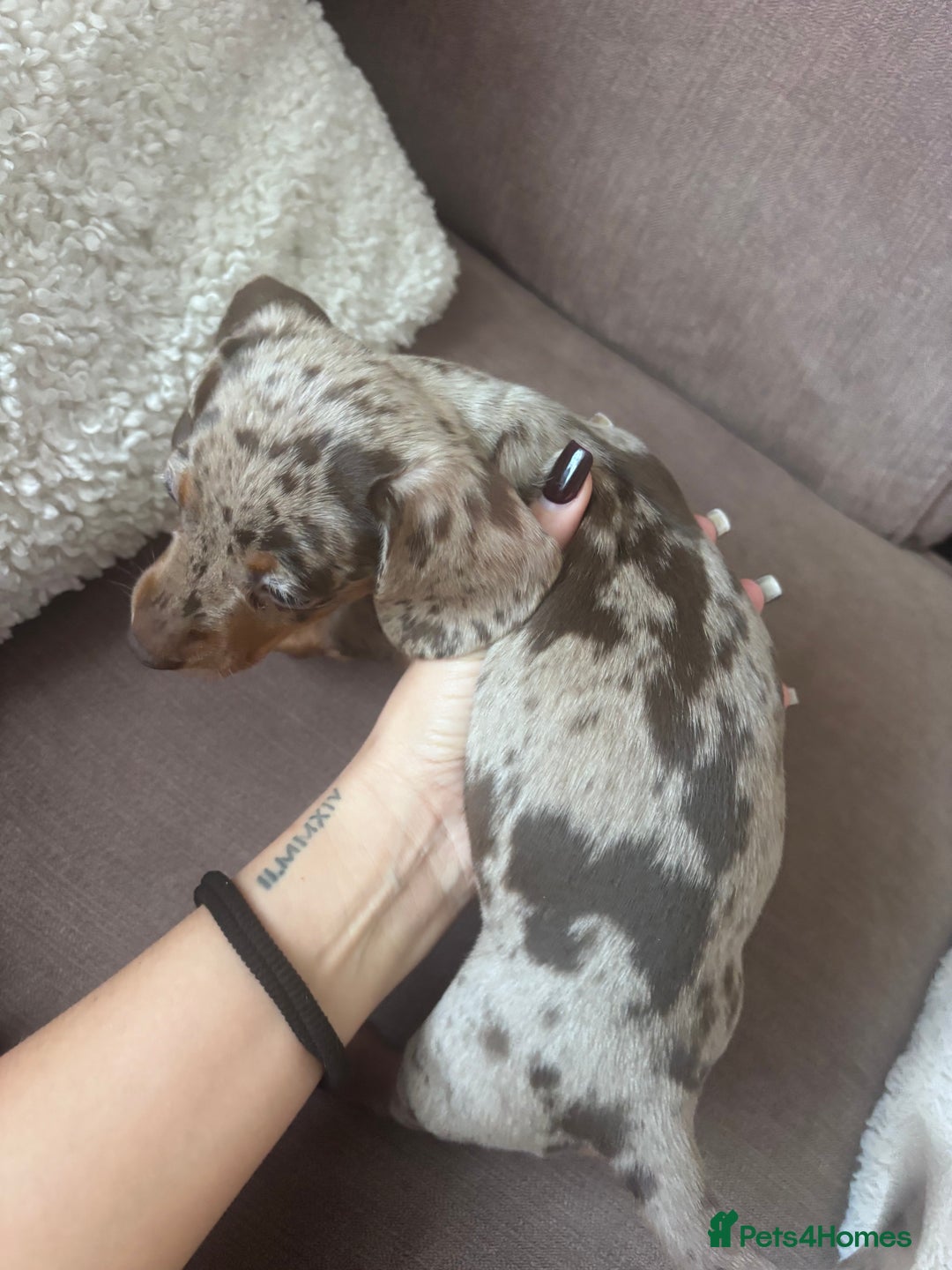 Miniature Dachshund dogs for sale: Kc reg miniature dachshund  - Image 23