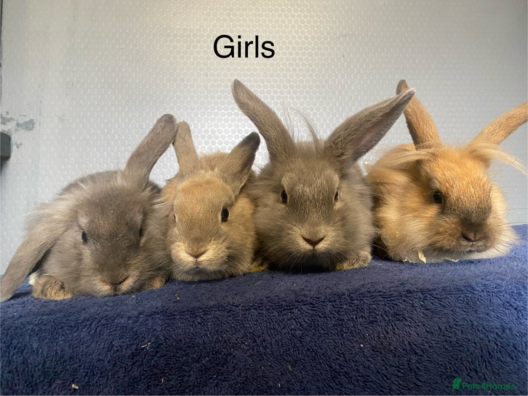 Mixed Breed rabbits for sale: baby rabbits for sale, lop cross lion heads in Corwen - Image 3
