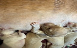 Saluki dogs for sale: Beautiful Saluki  - Image 36