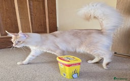 Maine Coon cats for sale: Romario. Red Silver Ticked (Golden/Shaded lines - Image 2