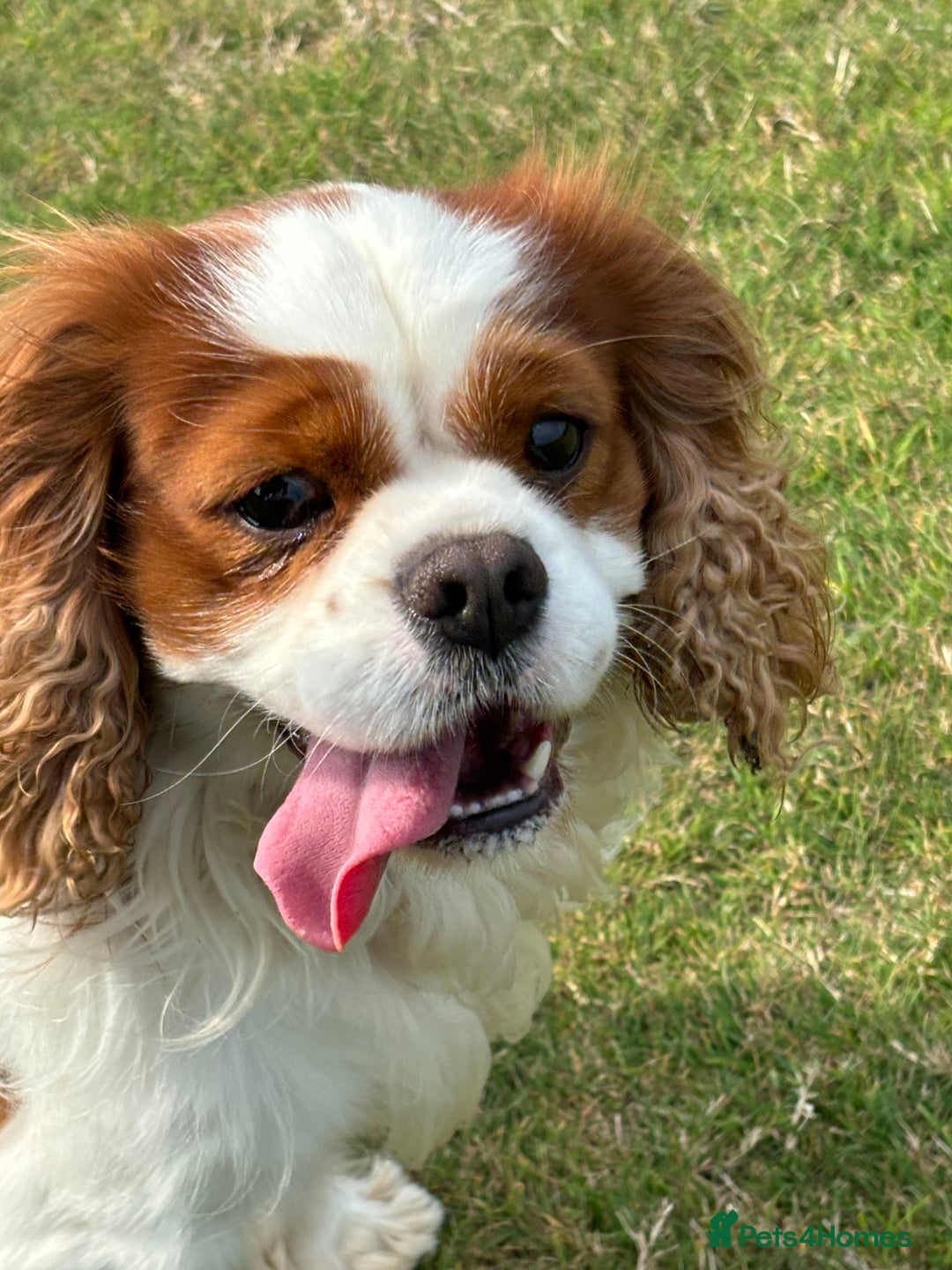 Cavalier King Charles Spaniel dogs for stud: Fully health tested proven Kc reg, multi gen clear in Wrexham - Image 34