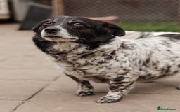 Mixed Breed dogs for adoption: 💖🐶 LYRA 🐶💖 - Image 18