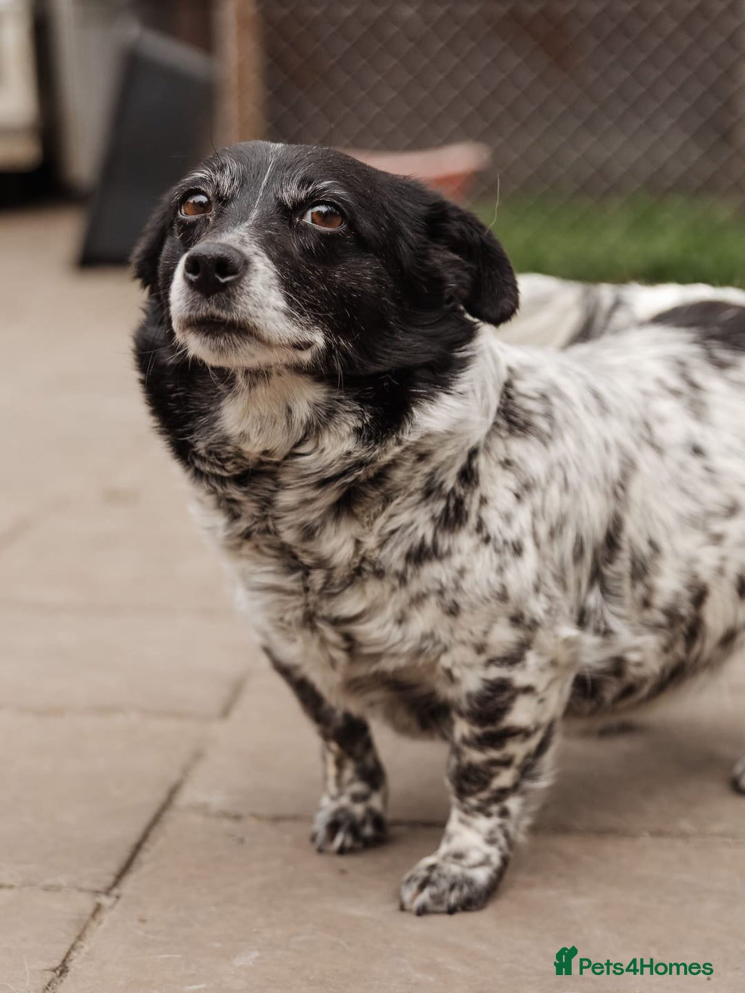 Mixed Breed dogs for adoption: 💖🐶 LYRA 🐶💖 - Image 18