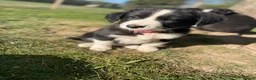 Border Collie dogs for sale: intelligent, well bred lovable  - Advert 8
