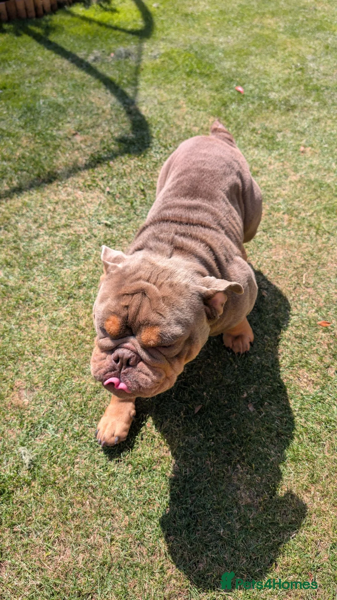 English Bulldog dogs for stud: Moose - Advert 2