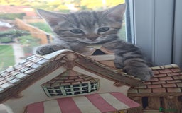 Domestic Shorthair cats for sale: ✨️ Beautiful 2 kittens 🩷🩵 Ready for homes now ✨️ - Image 29