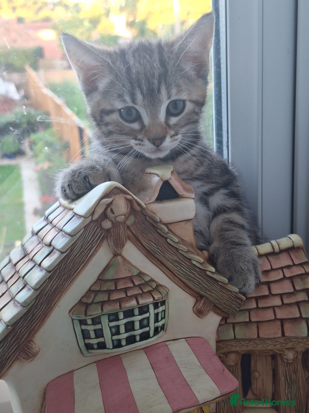 Domestic Shorthair cats for sale: ✨️ Beautiful 2 kittens 🩷🩵 Ready for homes now ✨️ - Image 29