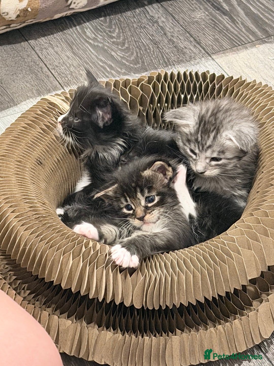 Maine Coon cats for sale: TICA reg adorable Maine Coon baby kittens  - Advert 27