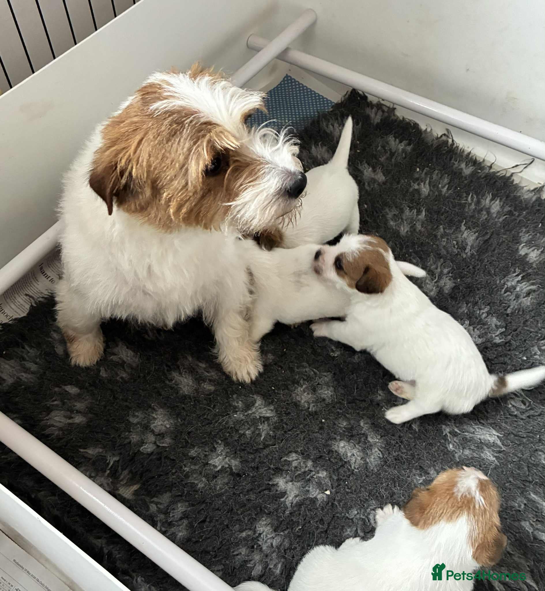 Jack Russell dogs K.C Registered Jack Russell puppies - Advert 1