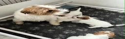 Jack Russell dogs for sale: K.C Registered Jack Russell puppies - Advert 1