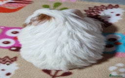 Guinea Pig rodents for sale: Two Stunning Sheltie Sows - Image 14