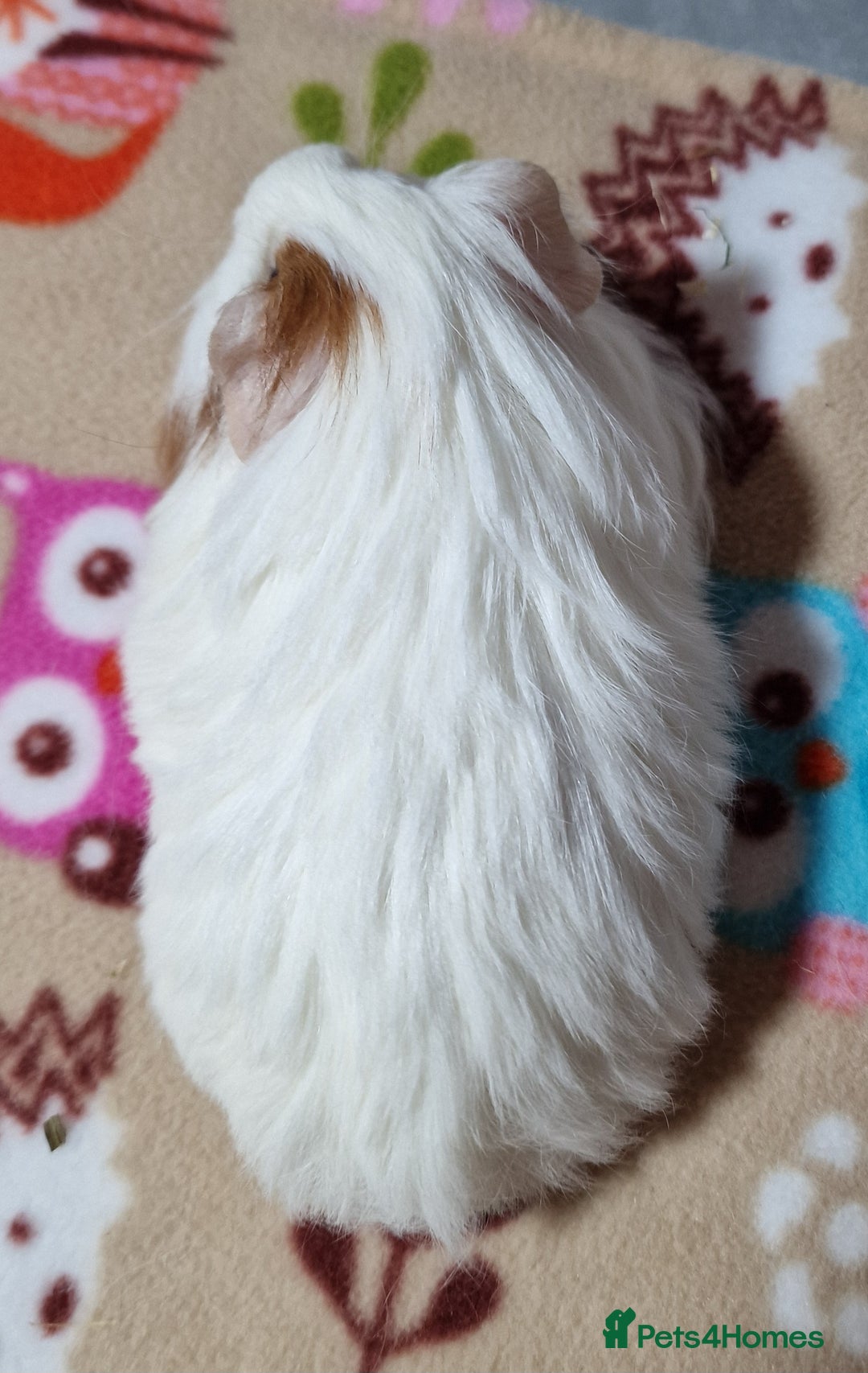 Guinea Pig rodents for sale: Two Stunning Sheltie Sows - Image 14