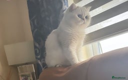 British Shorthair cats for sale: Silver pedigree kittens  - Image 4