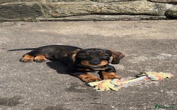 Dachshund dogs for stud: Standard wire haired Dachshund  - Image 7