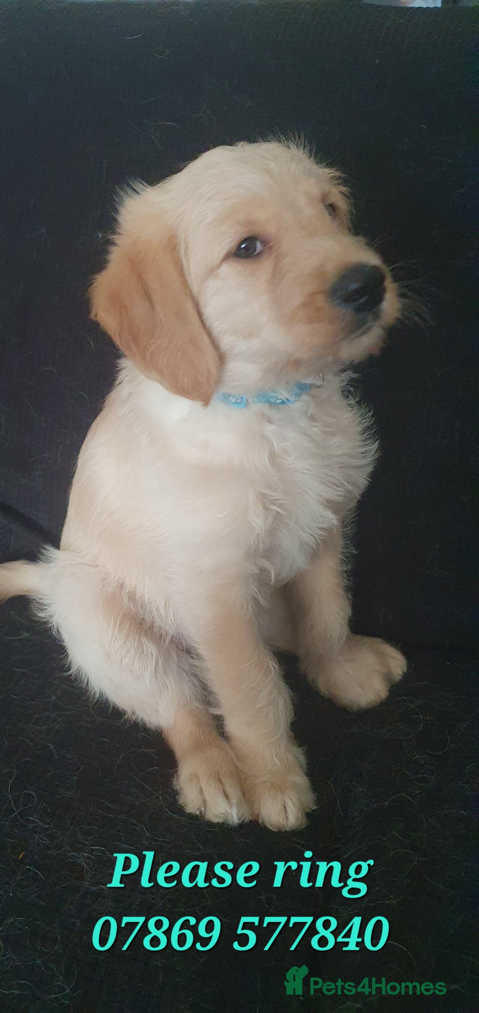 Double Doodle dogs Goldendoodle/Labradoodle  - Advert 4