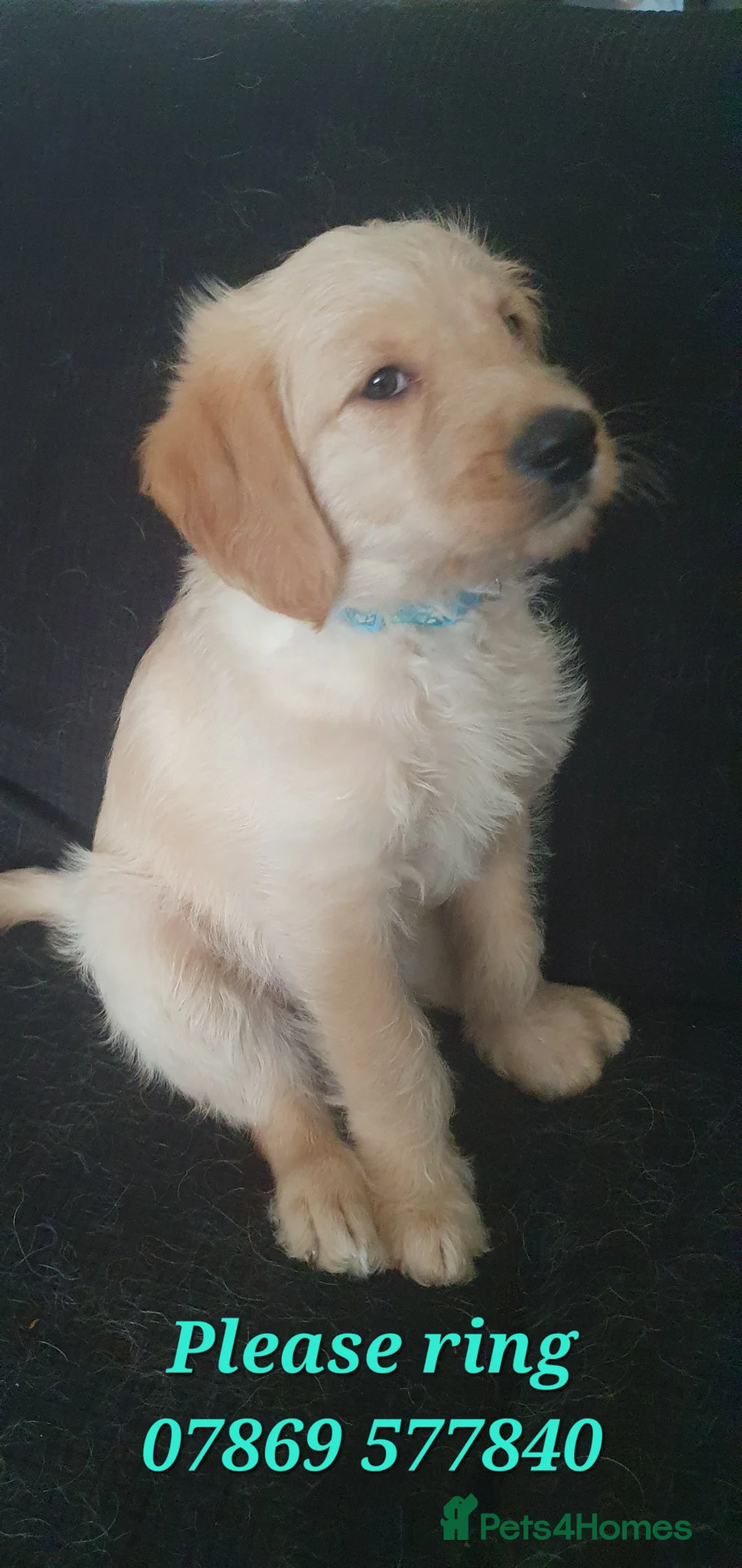 Double Doodle dogs for sale: Goldendoodle/Labradoodle  - Advert 1