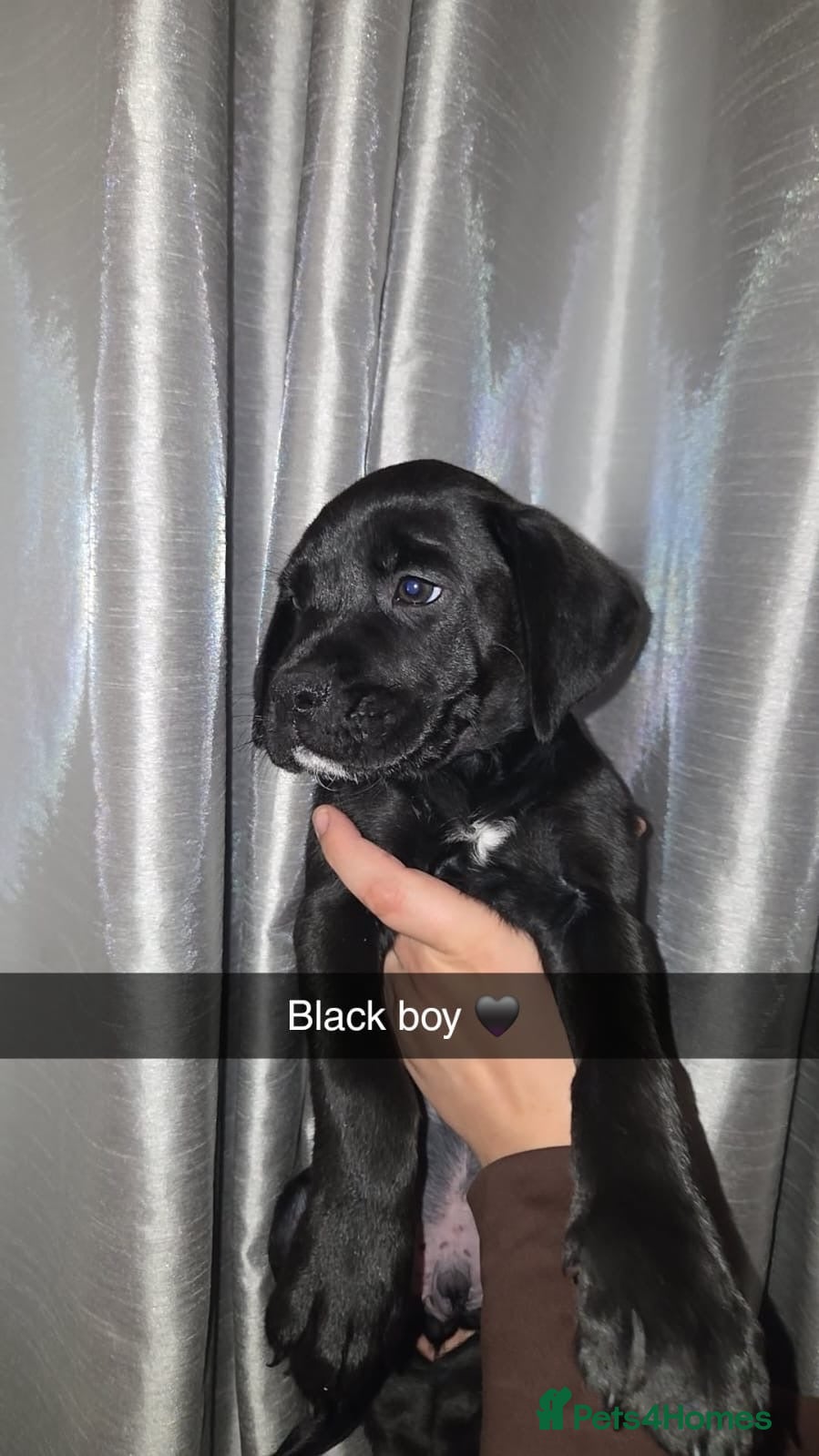 Mixed Breed dogs for sale: READY TO LEAVE - RARE BREED BOXADOR PUPPIES - Advert 2