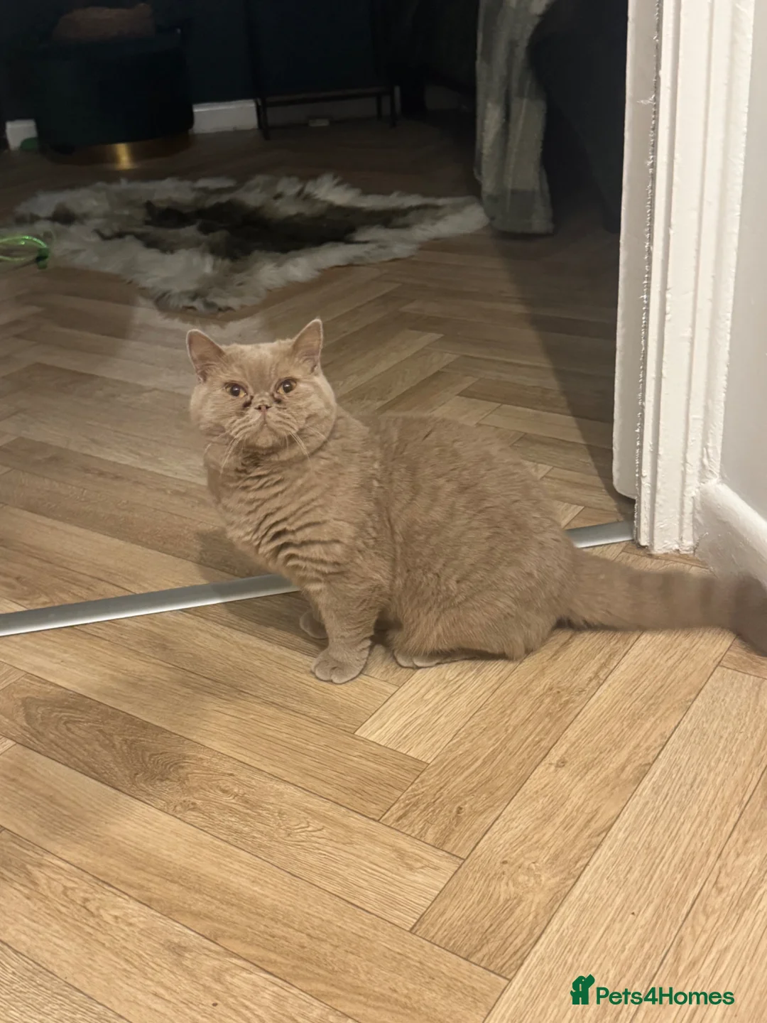 British Shorthair cats for sale: Gccf  fawn boy  - Advert 2